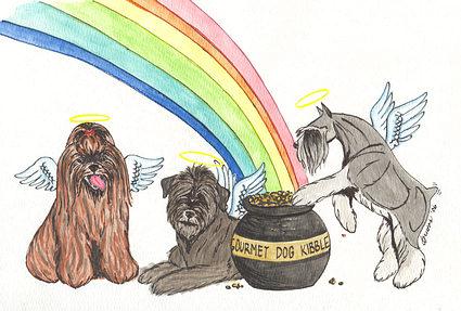 Shihtzu