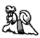 Shihtzu